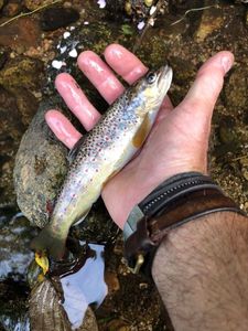 Brown Trout