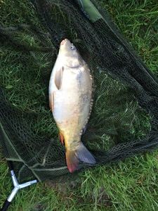 Leather Carp