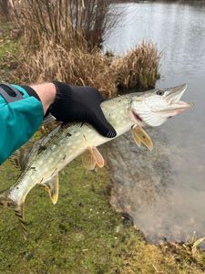 Northern Pike