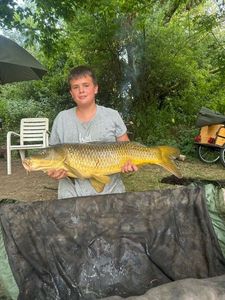 Common Carp