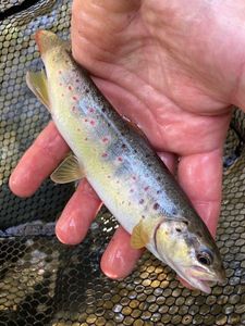 Brown Trout