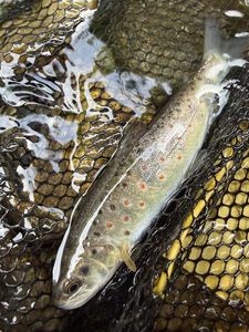 Brown Trout