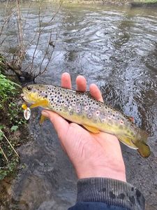 Brown Trout