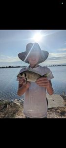 Gilthead Seabream