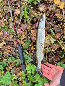 Northern Pike