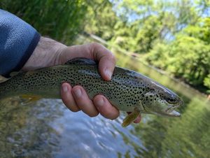 Brown Trout