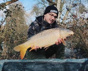 Common Carp