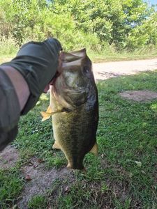 Largemouth Bass