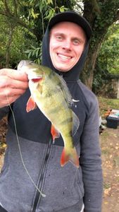 European Perch