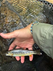 Brown Trout