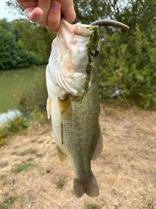 Largemouth Bass
