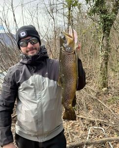 Brown Trout