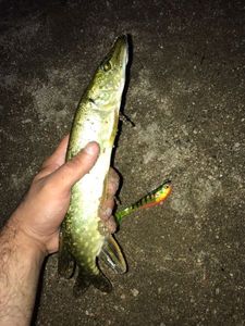 Northern Pike