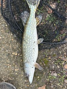 Northern Pike
