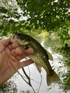 Largemouth Bass