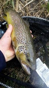 Brown Trout