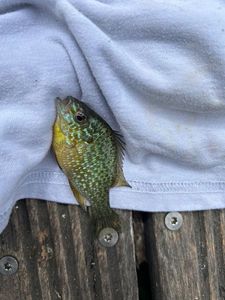 Green Sunfish