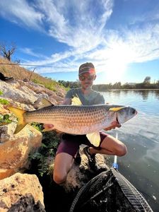 Thinlip grey mullet