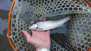 Rainbow Trout