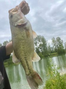 Largemouth Bass