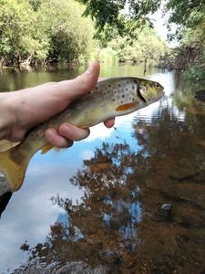 Brown Trout