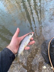 Brown Trout