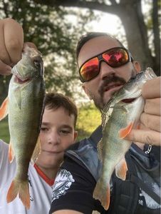 European Perch