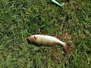 European Perch