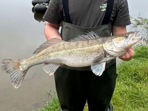 Zander