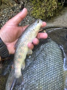 Brown Trout