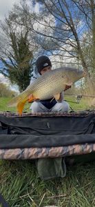 Common Carp