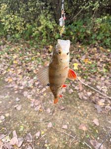European Perch