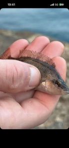 Axillary Wrasse