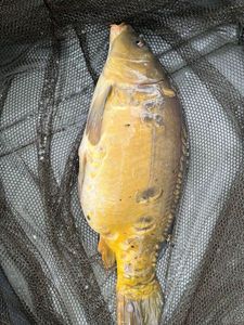 Leather Carp