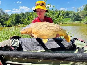 Common Carp