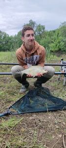 Common Bream
