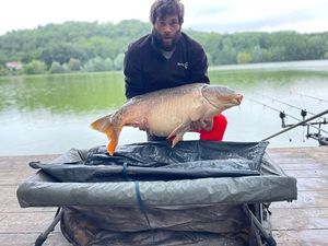 Mirror Carp