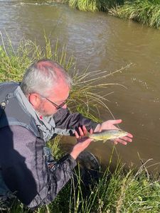 Brown Trout