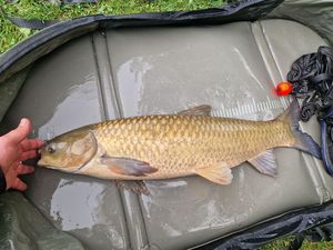 Grass Carp