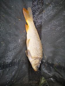 Mirror Carp