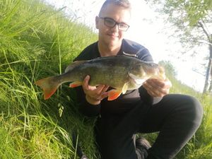 European Perch