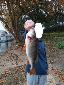 European Perch