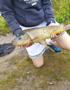 Common Carp