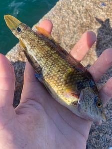 Ballan Wrasse