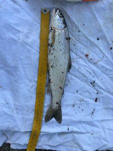 Rainbow Trout