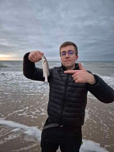 European Bass (Seabass)