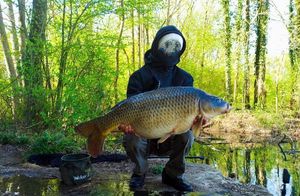 Common Carp