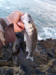 European Bass (Seabass)