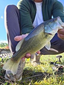 Largemouth Bass