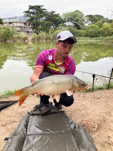 Common Carp